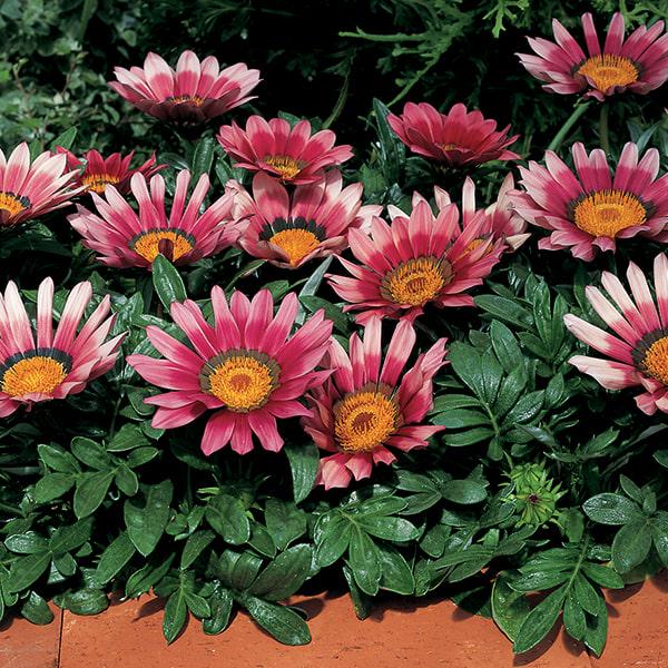 Семена Газания жестколистая Kiss Rose ТД Гекса-Украина 02-01-591 100 шт. (IR003215)