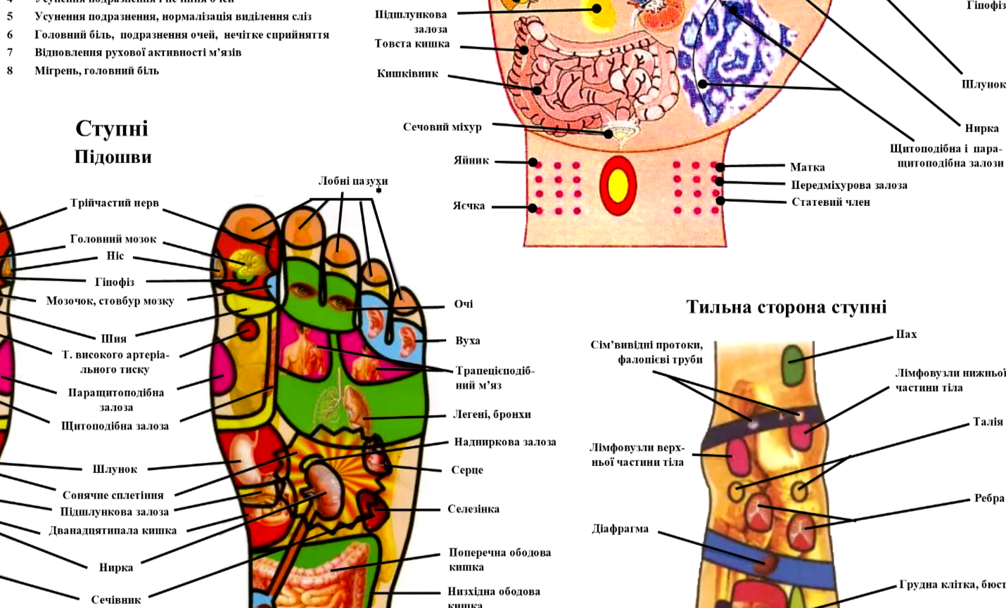 Плакат Рефлекторні зони стоп рук та вух 67х50 см - фото 2