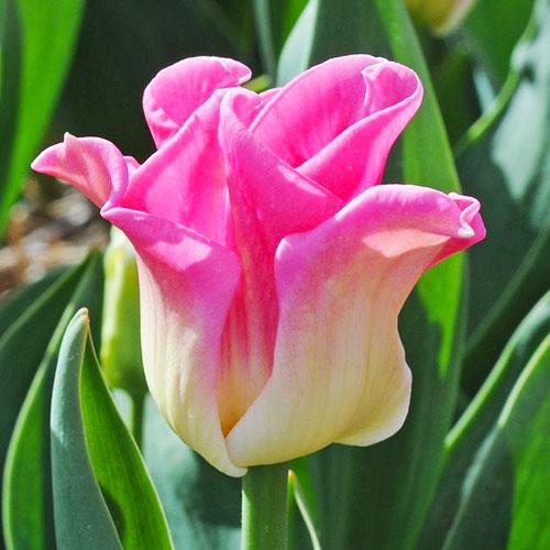 Тюльпан Florium Crown of Dynasty (15127) Тюльпан Florium Crown of Dynasty (15127)