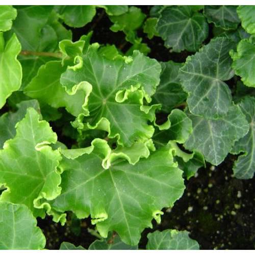 Плющ Парслей Крестед Hedera Parsley Crested 3 шт. (38291123)