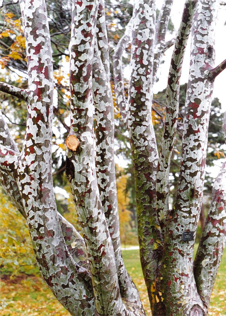 Семена Сосна Бунге Pinus bungeana белокорая кружевнокорая 10 шт. - фото 11