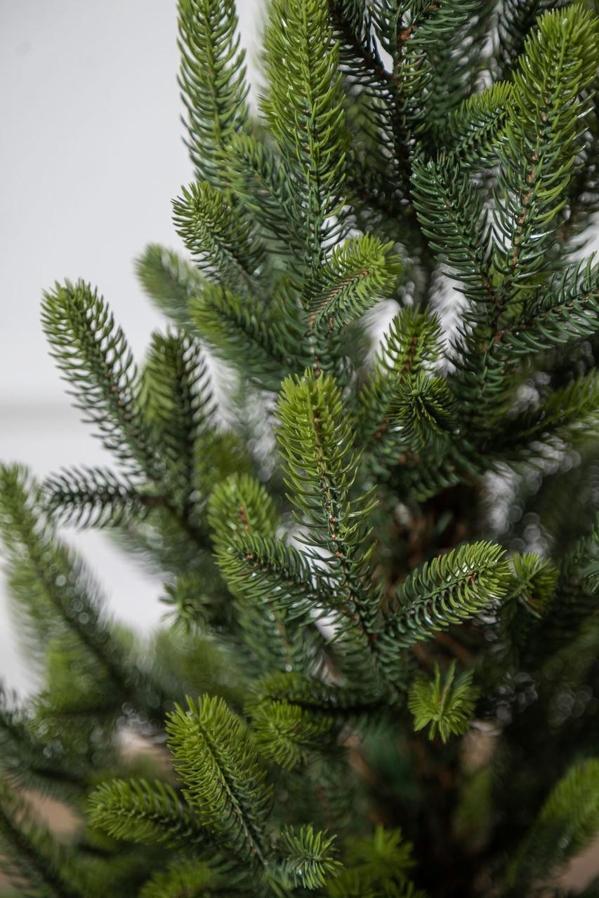 Ялинка лита SG Віденська в горщику весняна 0,70 м - фото 5 Ялинка лита SG Віденська в горщику весняна 0,70 м - фото 5