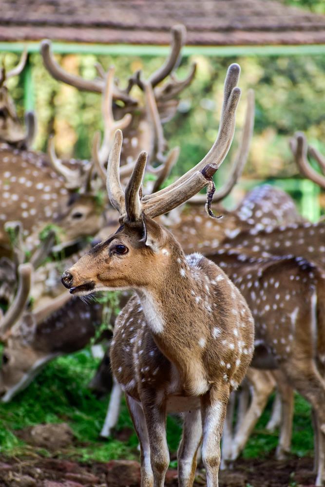 Картина на холсте Олень 35x55 см (T110)