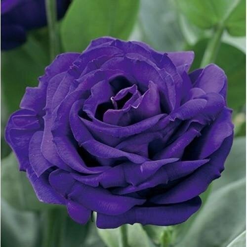 Семена цветов Эустома Лизиантус Arena 3 Purple Takii 250 шт. (BN08813-2)