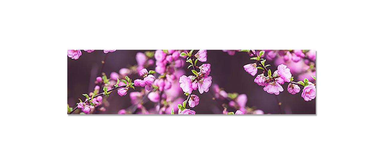 Наклейка виниловая на кухню Zatarga Цветущие ветки 650х2500 мм (1283915574) Наклейка виниловая на кухню Zatarga Цветущие ветки 650х2500 мм (1283915574)