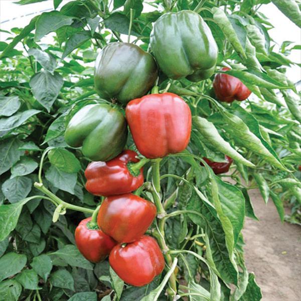 Семена Перець солодкий Сондела F1 ТД Гекса-Україна 01-20-112 1000 шт. (IR01393)