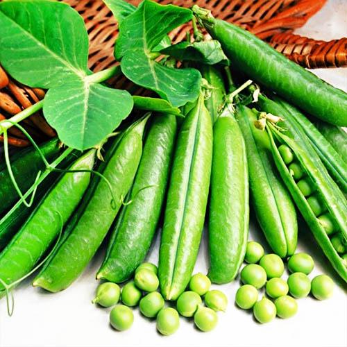 Семена Горох Florium Дитяче захоплення (18711)