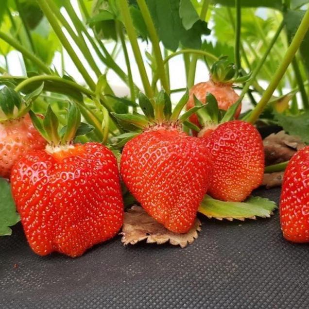 Саженец клубники Kamerad Der Gewinner очень ранняя (1938237130)