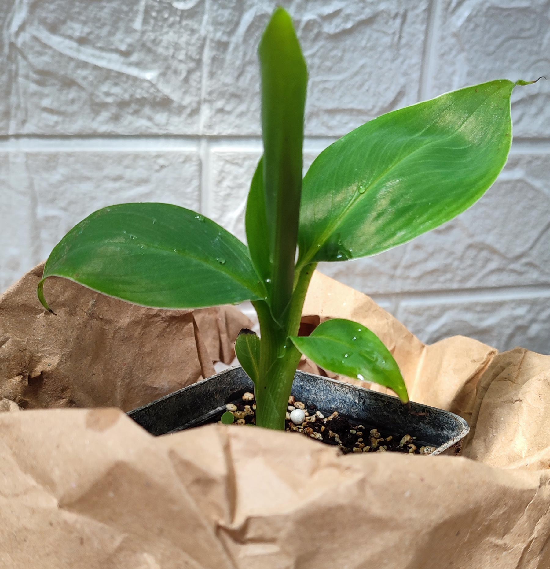 Банан комнатный Balemala Киевский карлик плодовый 6-10 см (SW10002.5)