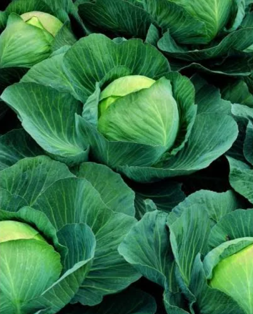 Семена Капуста Аривист F1 Seminis ТД Гекса-Украина 5007 2500 шт. (IR002631)