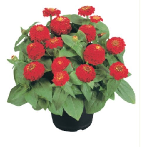 Семена цветов Benary Циния изящная Zinnita Scarlet 100 шт. (BN02847-3)