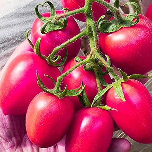 Семена Томат Florium Ельдорадо Рожевий (17319)