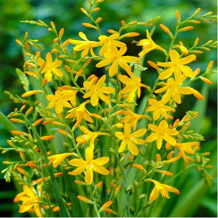 Крокосмия Еллоу Эмберглоу Yellow Emberglow 3 шт. (38285770)