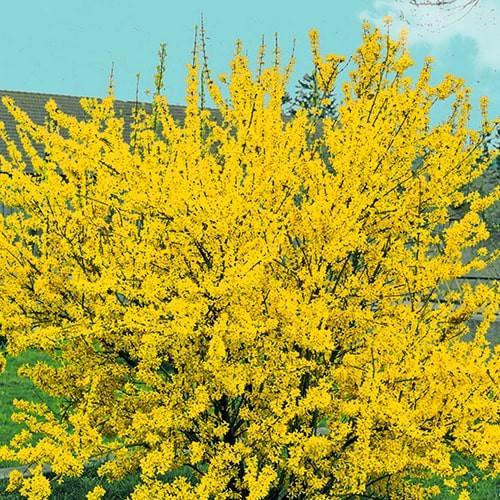 Саджанець Форзиція європейська Goldzauber (177228)