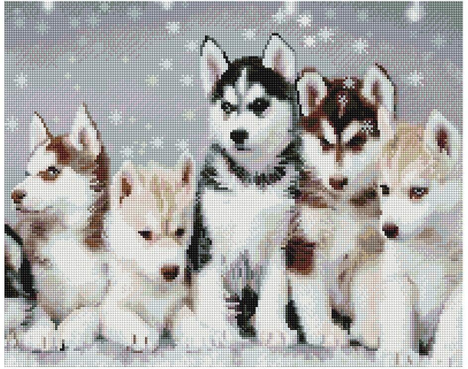 Алмазная мозаика ColorArt Хаски 40х50 см (SP092)