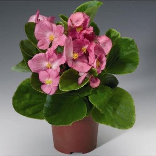 Семена цветов Бегония вечноцветущая Volumia Pink Syngenta (BN00380)