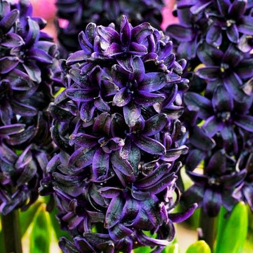 Гиацинт Florium Dark Dimension (3438) - фото 3 Гиацинт Florium Dark Dimension (3438) - фото 3