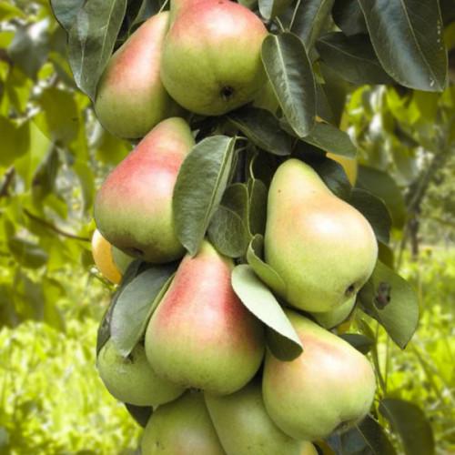 Саджанець колоновидної груши Сапір літній сорт (2074437160)