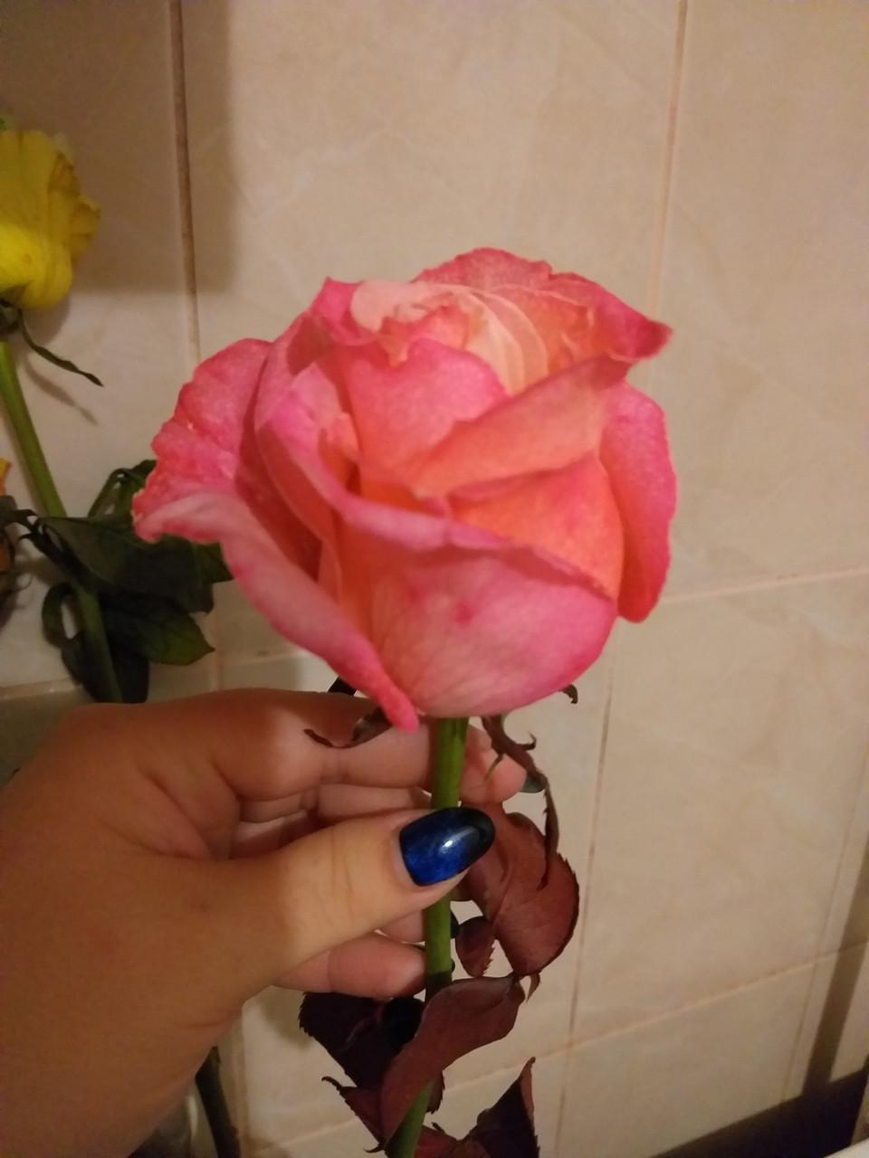 Краска для срезанных цветов PreFlower Color 100 г Красный (224062) - фото 2 Краска для срезанных цветов PreFlower Color 100 г Красный (224062) - фото 2