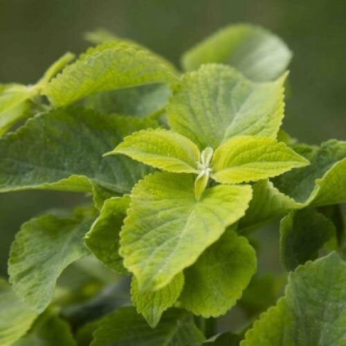 Семена цветов Колеус Mezmerize Lime Green Floranova 50 шт. (BN12419-3)