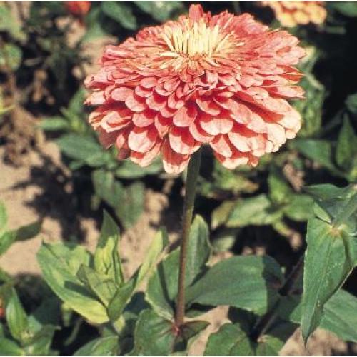 Семена цветов Benary Циния Benary's Giant Salmon Rose 500 шт. (BN02860-2)