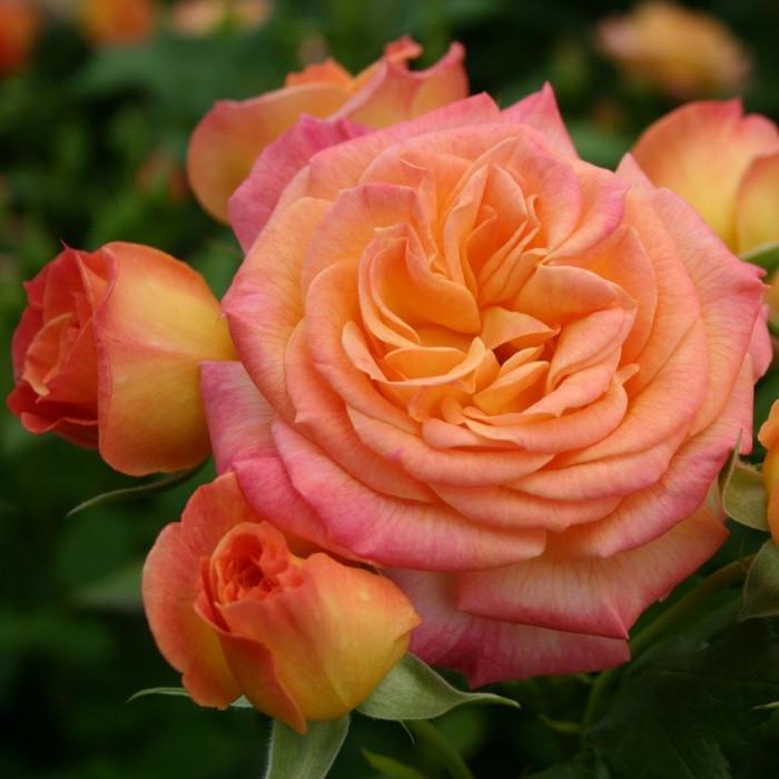 Роза Gartenspass Флорибунда (2669458439)