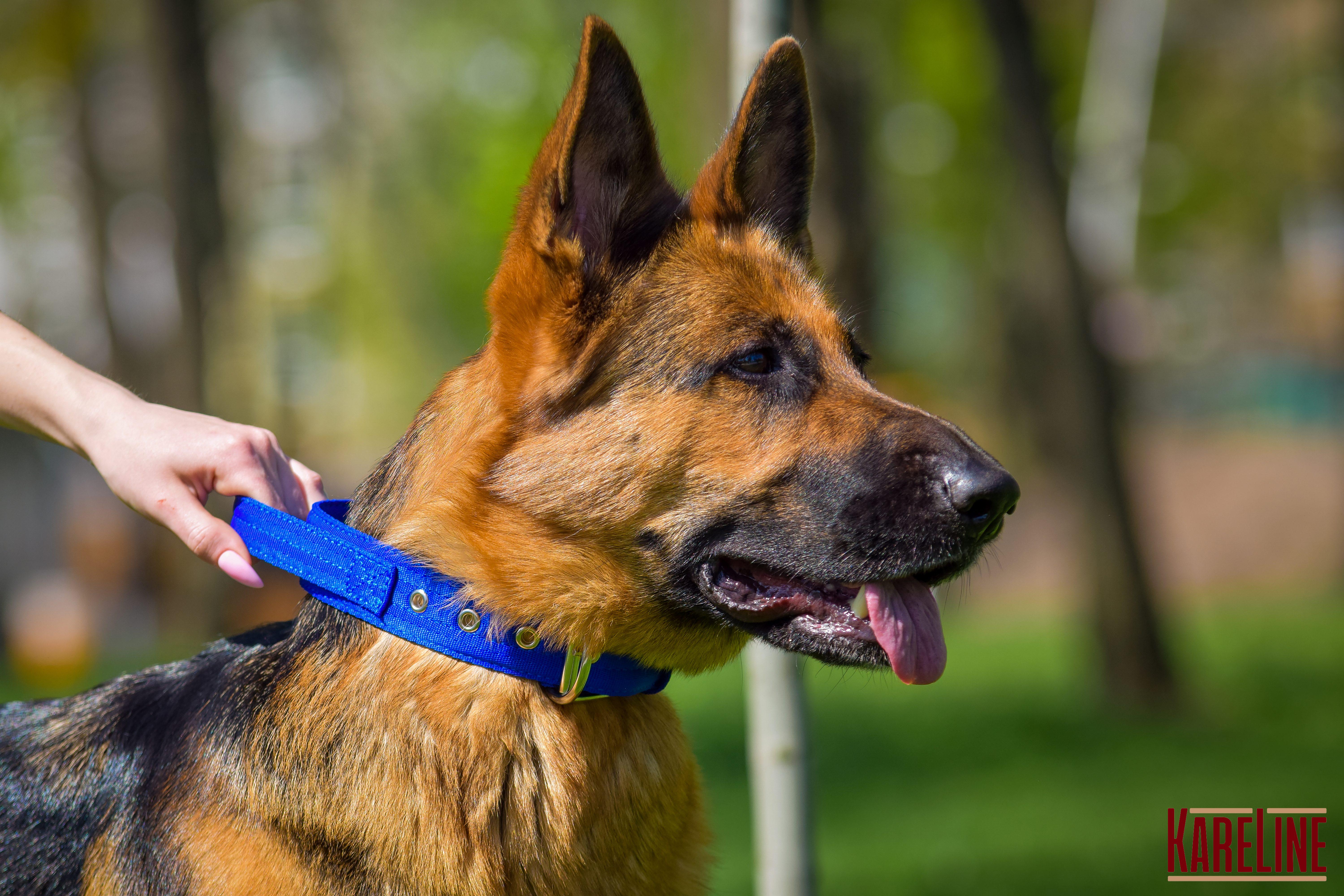 Ошейник Keeper Active усиленный нейлоновый с ручкой 48 мм 460-550 мм Синий (0987/7) - фото 3 Ошейник Keeper Active усиленный нейлоновый с ручкой 48 мм 460-550 мм Синий (0987/7) - фото 3