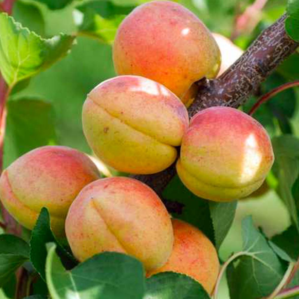 Саженец колоновидного абрикоса Радости Жизни (14965262)