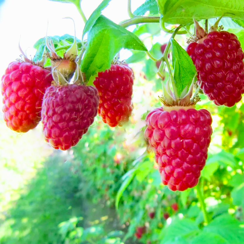 Саженец малины ремонтантной (1482996190)