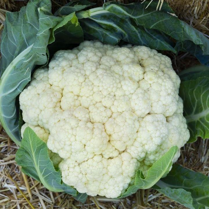 Семена капусты цветной Альмагро F1 Syngenta 50 шт. (1746507842)