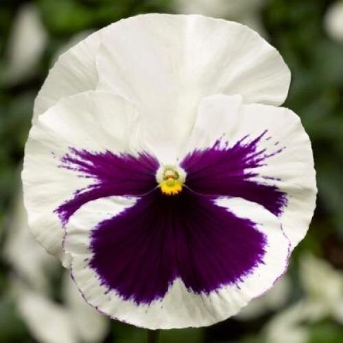 Семена цветов Виола Delta F1 Speedy White with Blotch Syngenta 25 шт. (BN12407-4)