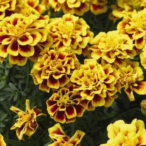 Семена цветов Benary Чернобыцы отклонены Safari Yellow Fire 250 шт. (BN06131-2)