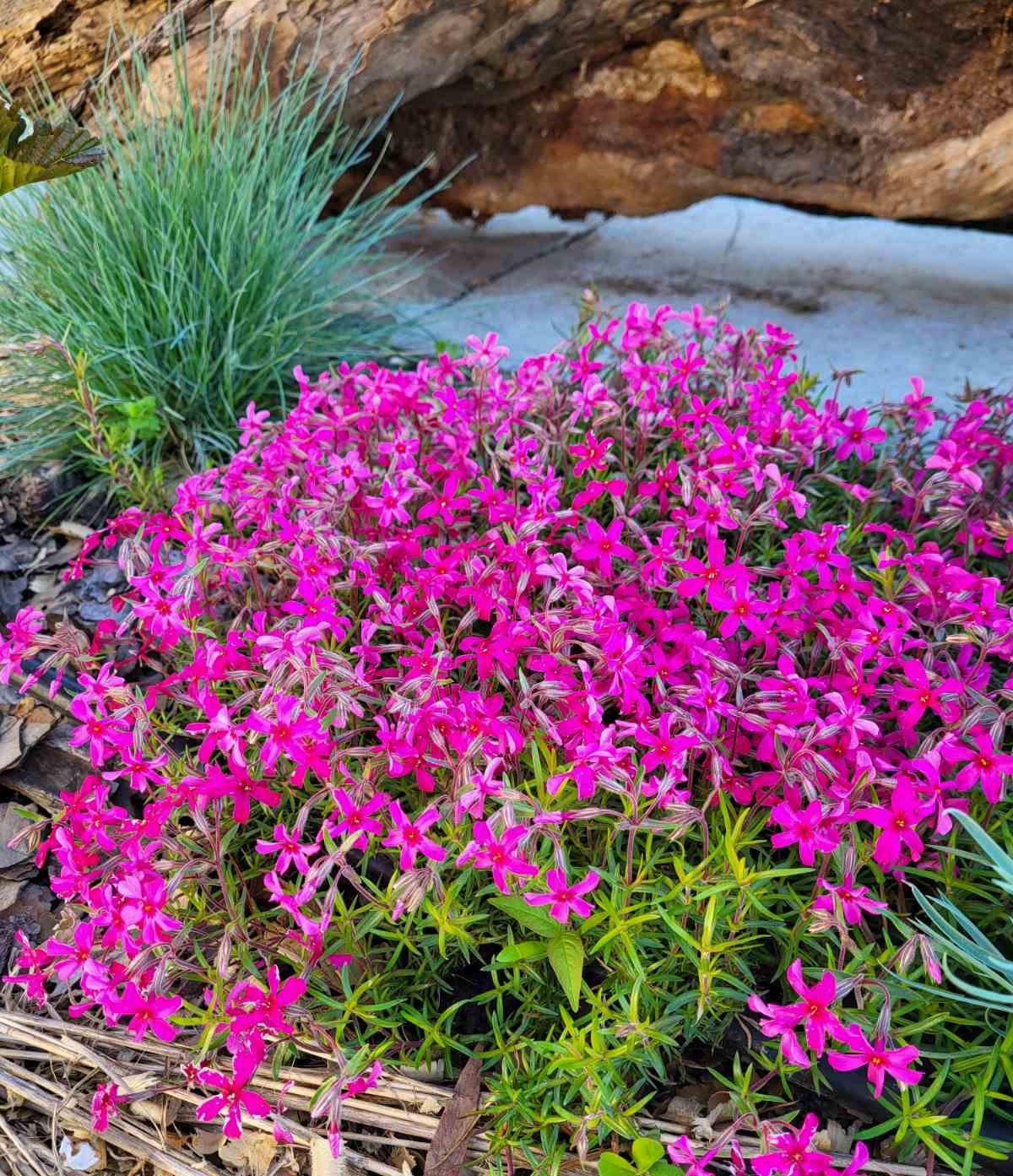 Растение уличное Флокс шиловидный малиновый (Phlox subulata) Р9 - фото 1