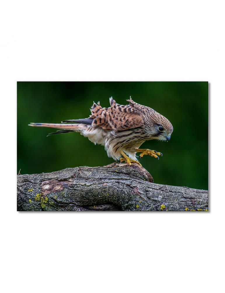 Картина модульная Сокол 1 модуль 80x120 см