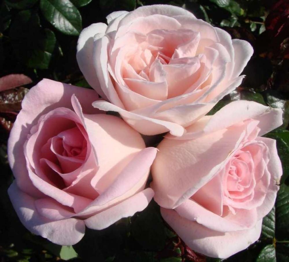 Троянда Prince Jardinier Чайно-гібридна в контейнері (2669458633) - фото 3 Троянда Prince Jardinier Чайно-гібридна в контейнері (2669458633) - фото 3