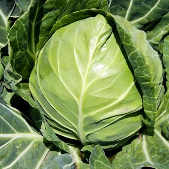 Семена белокочанной капусты Боликор F1 Syngenta 20 шт. (1746487139)