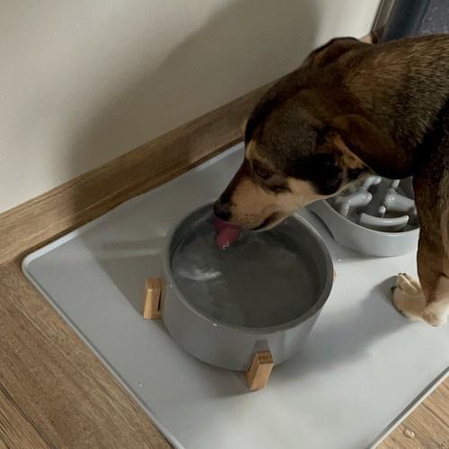 Підкладка для тварин Purlov 24295 силіконова 60x40 см (27039263) - фото 9