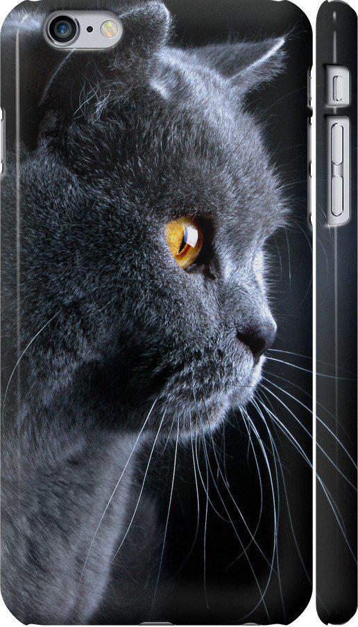 Чехол на iPhone 6 Plus Красивый кот (3038m-48-42517)