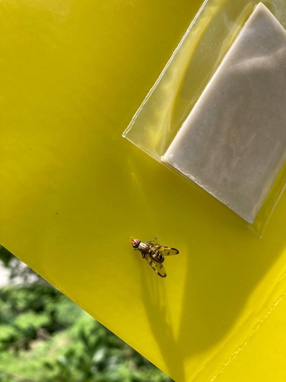 Феромонна пастка на вишневу муху (1611435721)