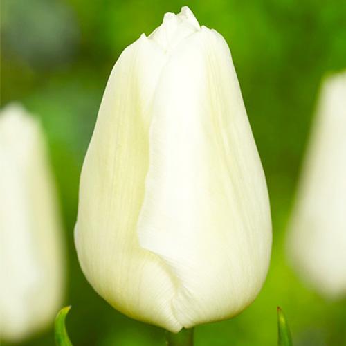 Тюльпан Florium White Prince (5644)