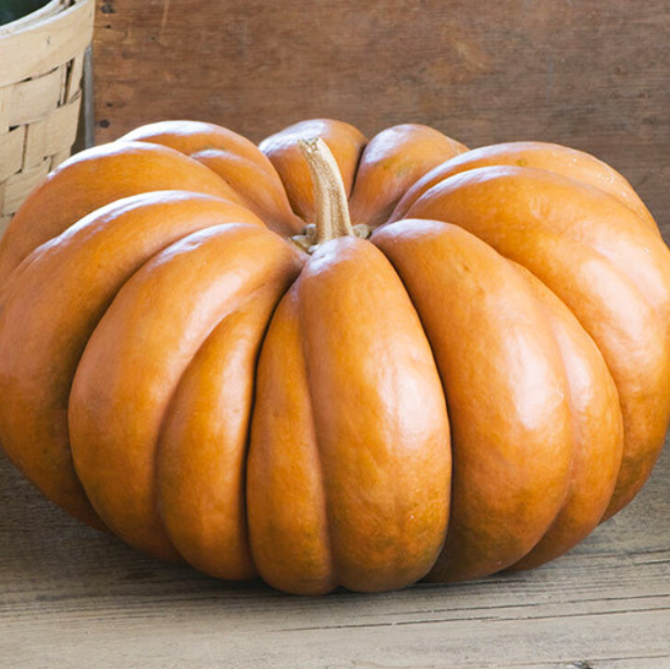 Семена Тыква Мускат де Прованс ТД Гекса-Украина 01-27-026 5 шт. (IR02437)