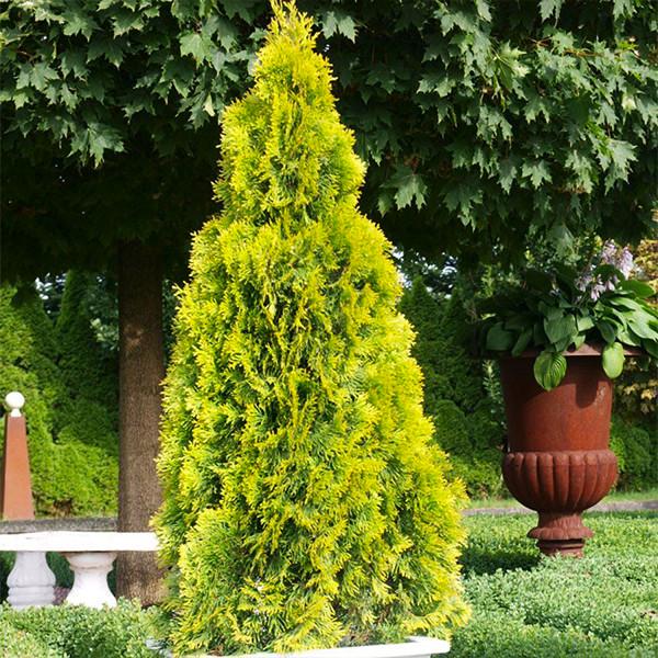 Саженцы туи Голден Смарагд 40-60 см ЗКС (2793928586)