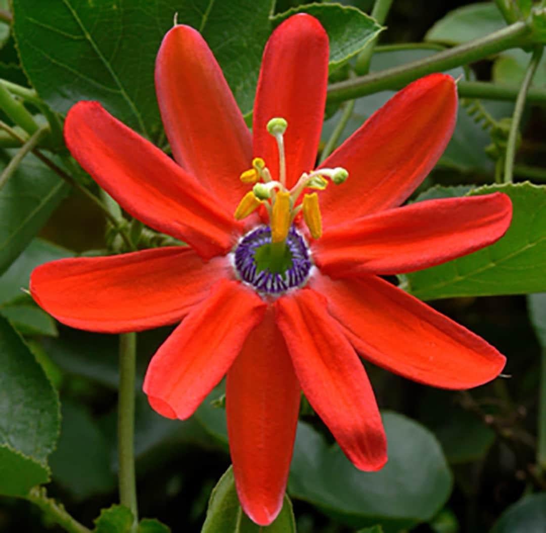 Семена Пассифлора маникета/Passiflora manicata 5 шт. (2981972188)