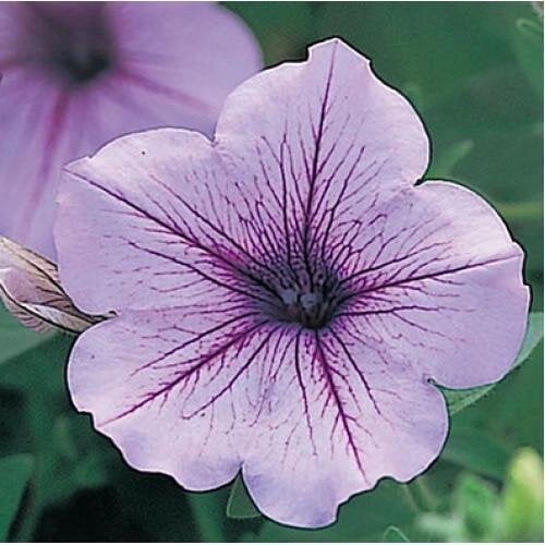 Семена цветов Петуния ампельная Opera Supreme F1 Lilac Ice Takii seed 1000 шт. (BN08937)