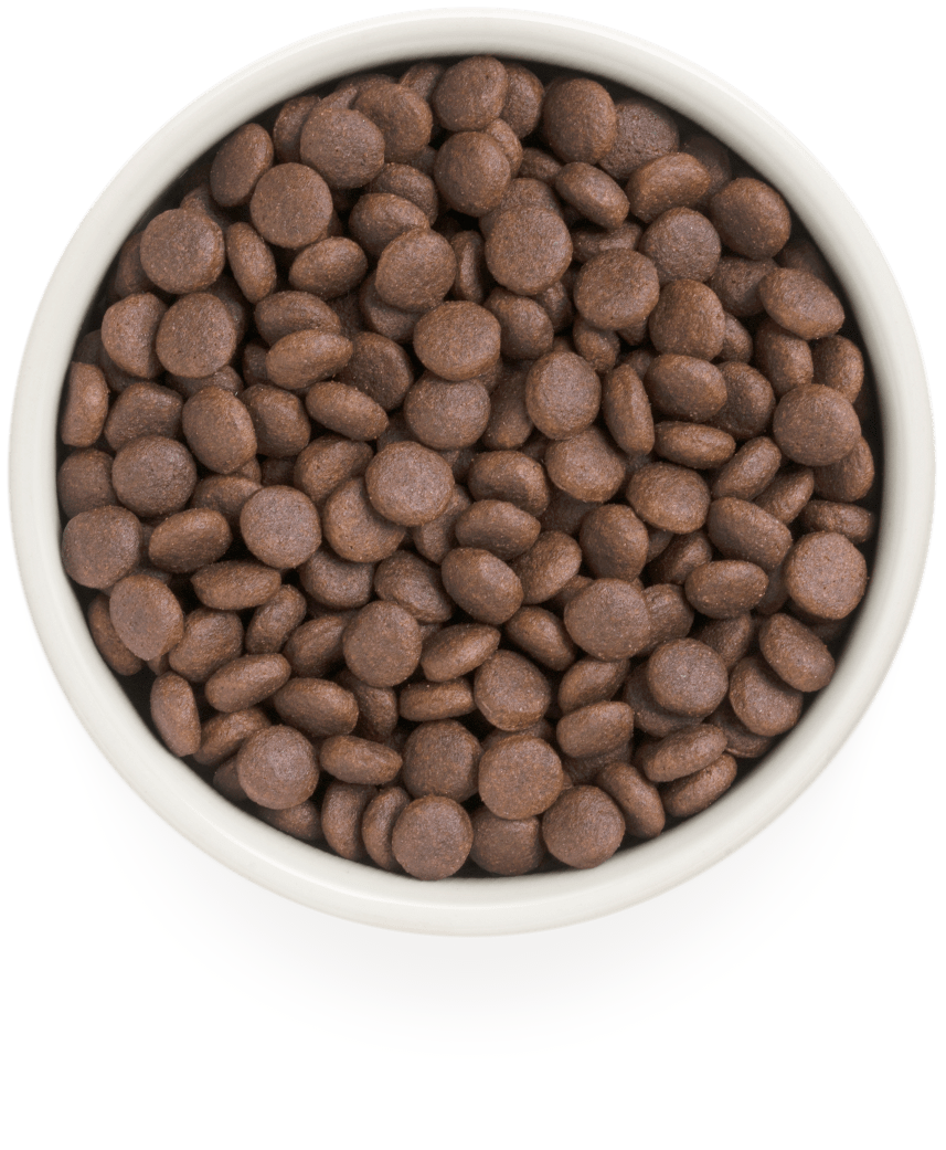 Сухой комплексный корм Grandorf DOG MEDIUM & MAXI Turkey для взрослых собак от 1 года 10 кг - фото 2