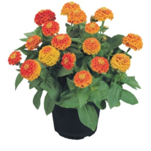 Семена цветов Benary Циния изящная Zinnita 500 шт. Orange (BN02845-2)