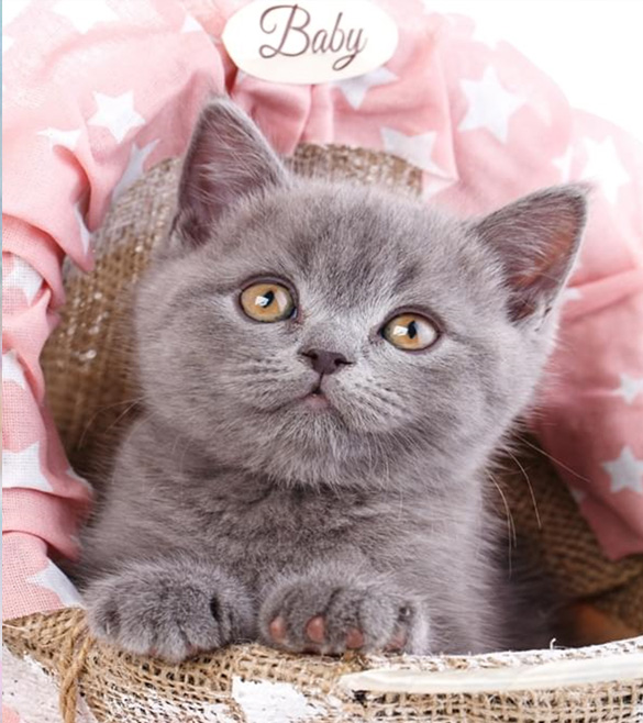 Алмазная мозаика Британская кошка 5D полна на подрамнике 30х40 см (177292)