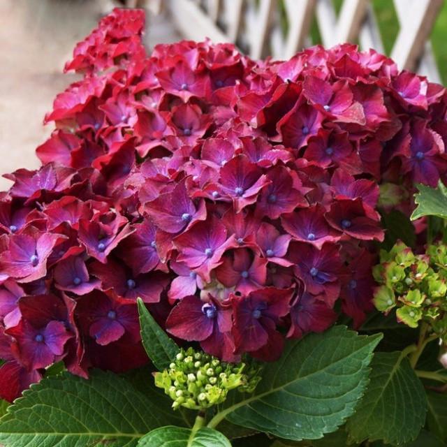 Саджанець гортензії крупнолистної Hydrangea macrophylla Speedy Red Purple Blue Р9 (1531738355)