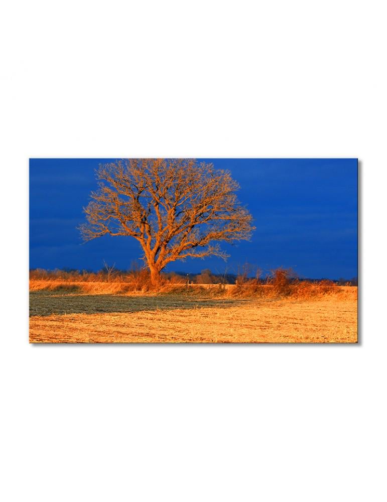 Картина модульная Природа дерево Африка 1 модуль 50x75 см