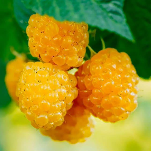 Саджанець малини ремонтантної Роса (1210083344)